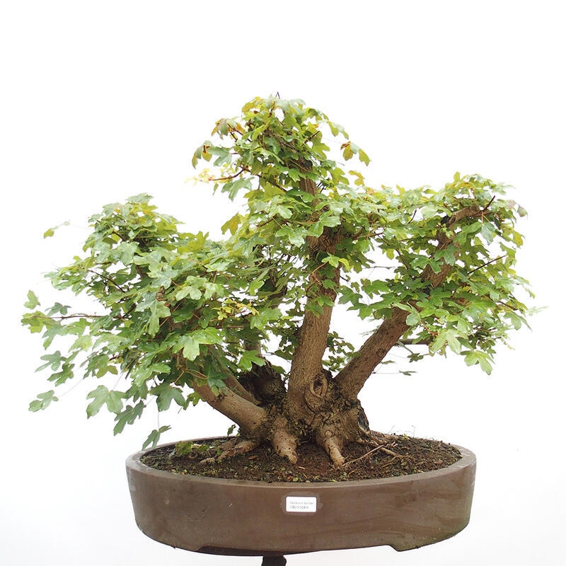 Bonsai zewnętrzne - Klon dziecięcy - Acer campestre