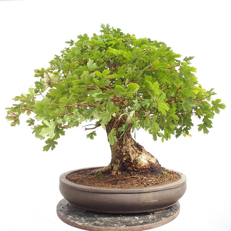 Bonsai zewnętrzne - Klon dziecięcy - Acer campestre