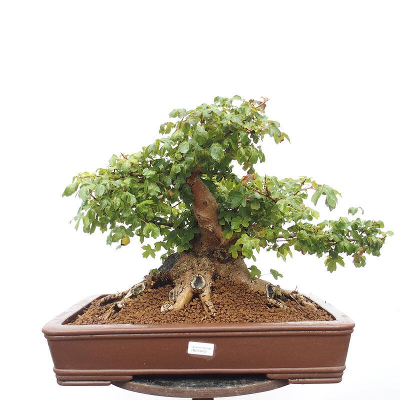 Bonsai zewnętrzne - Klon dziecięcy - Acer campestre