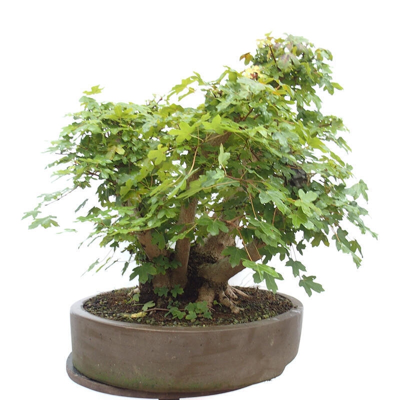 Bonsai zewnętrzne - Klon dziecięcy - Acer campestre