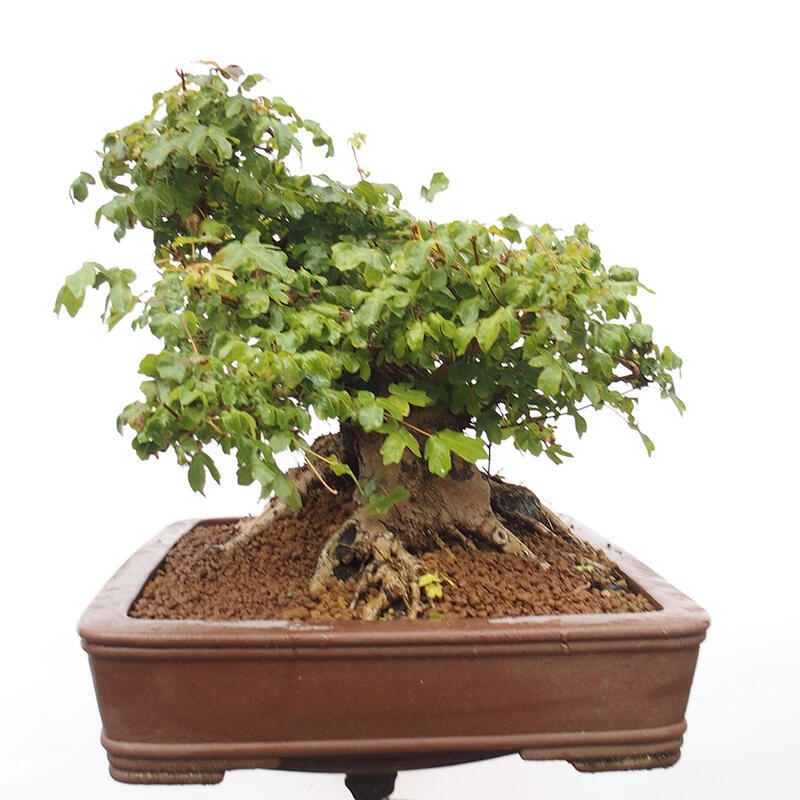 Bonsai zewnętrzne - Klon dziecięcy - Acer campestre