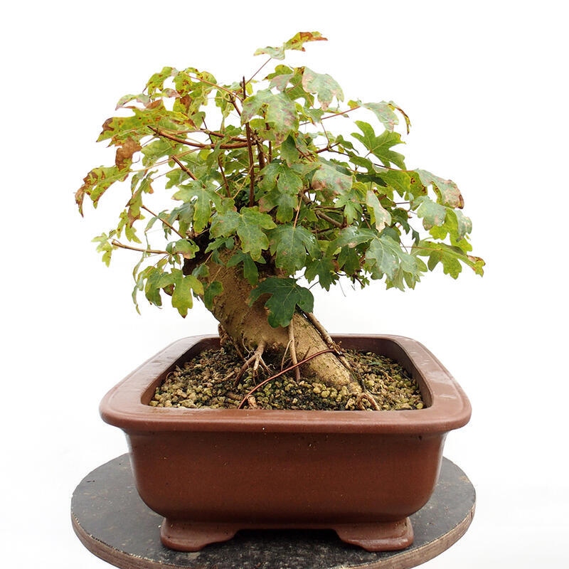 Bonsai zewnętrzne - Klon dziecięcy - Acer campestre