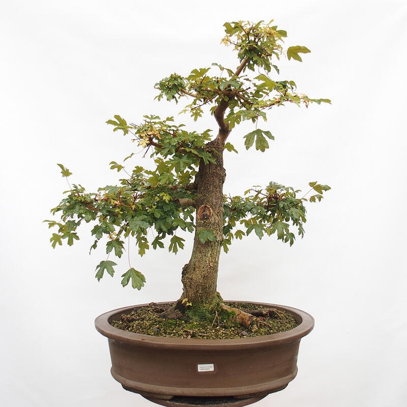 Bonsai zewnętrzne - Klon dziecięcy - Acer campestre