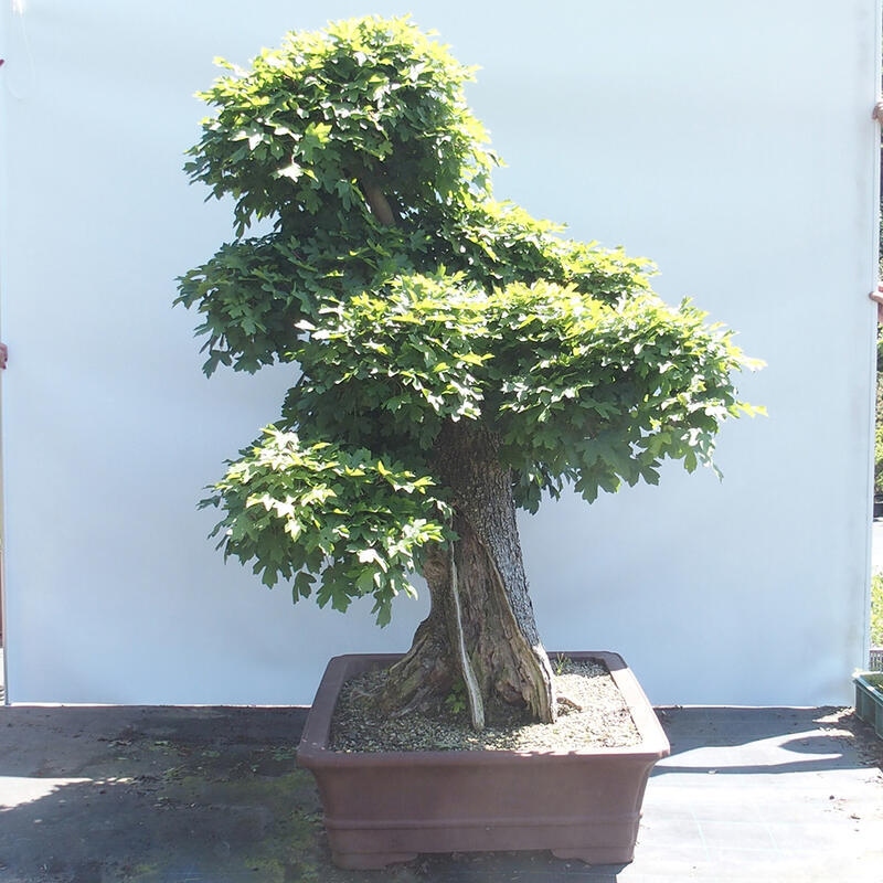 Bonsai zewnętrzne - Klon dziecięcy - Acer campestre