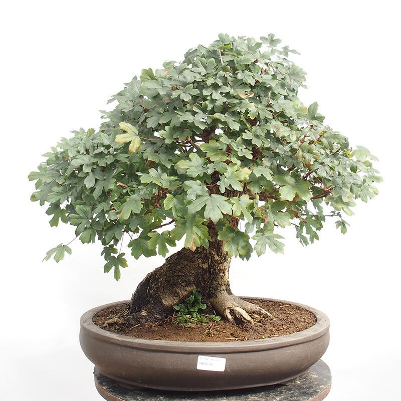 Bonsai zewnętrzne - Klon dziecięcy - Acer campestre