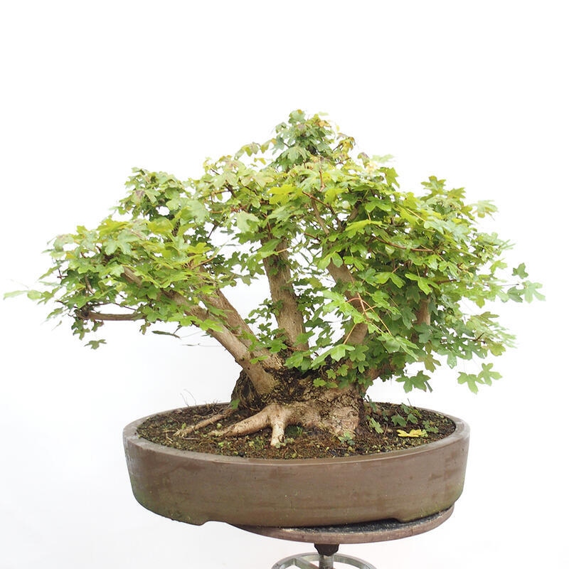 Bonsai zewnętrzne - Klon dziecięcy - Acer campestre