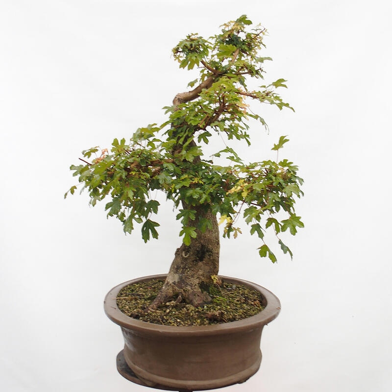 Bonsai zewnętrzne - Klon dziecięcy - Acer campestre