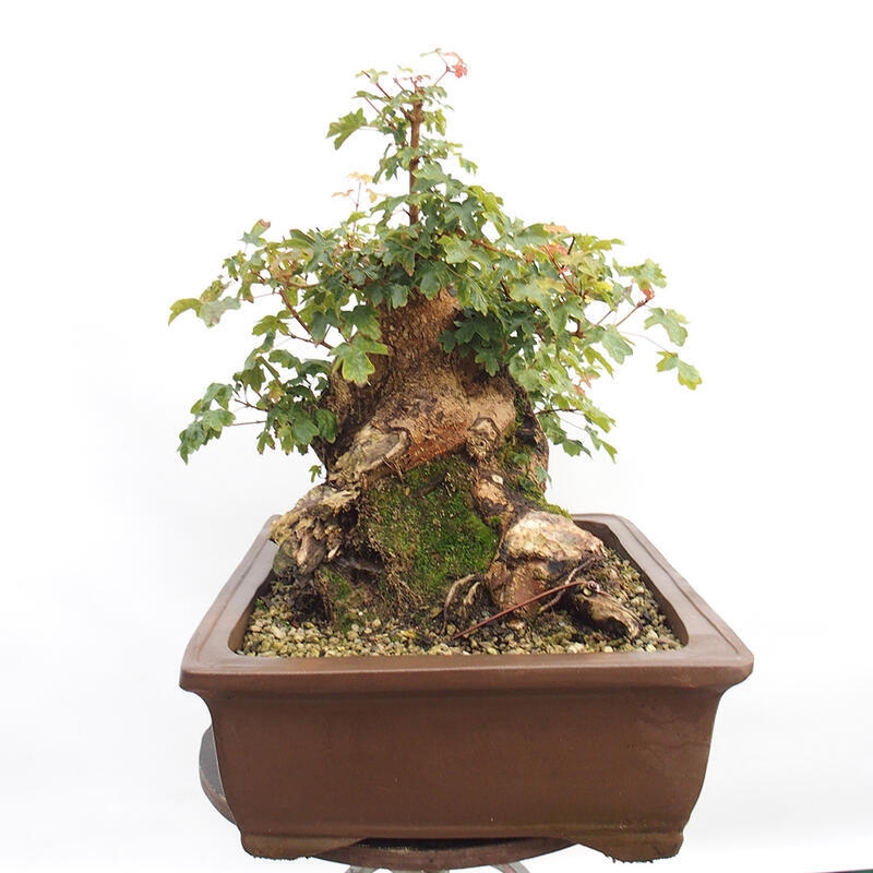 Bonsai zewnętrzne - Klon dziecięcy - Acer campestre