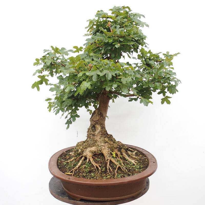 Bonsai zewnętrzne - Klon dziecięcy - Acer campestre