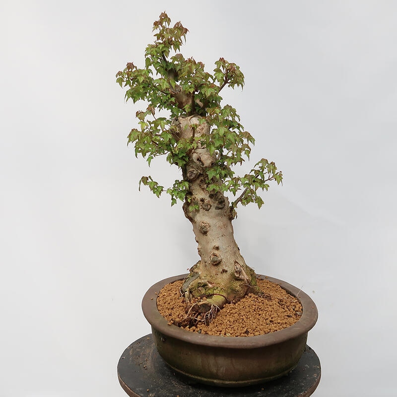 Outdoor bonsai - Burger's Maple - Acer Burgerianum - TYLKO TRANSPORT PALETOWY