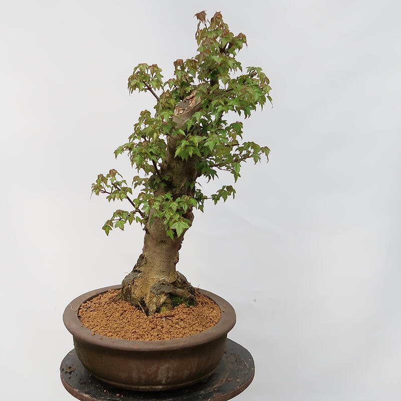 Outdoor bonsai - Burger's Maple - Acer Burgerianum - TYLKO TRANSPORT PALETOWY