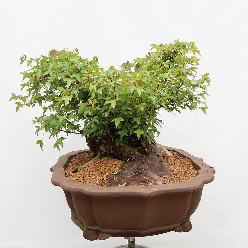 Outdoor bonsai - Burger's Maple - Acer Burgerianum - TYLKO TRANSPORT PALETOWY