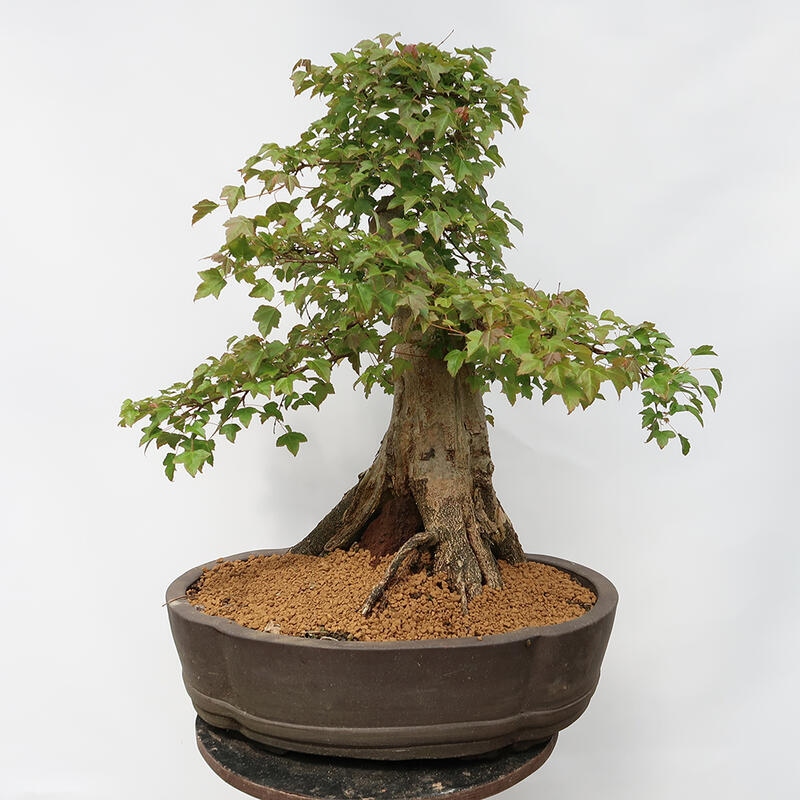 Outdoor bonsai - Burger's Maple - Acer Burgerianum - TYLKO TRANSPORT PALETOWY