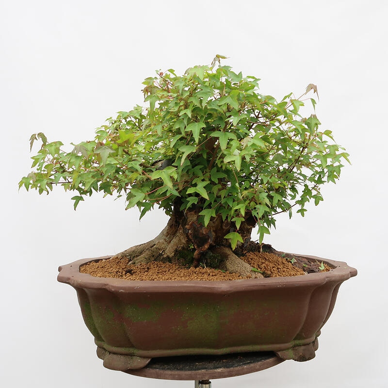 Outdoor bonsai - Burger's Maple - Acer Burgerianum - TYLKO TRANSPORT PALETOWY