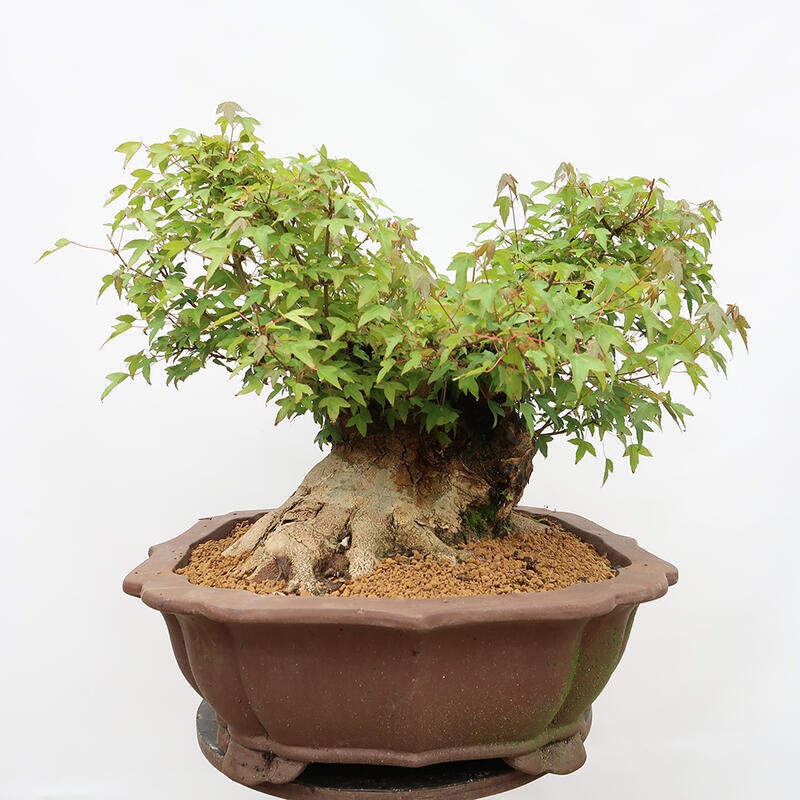 Outdoor bonsai - Burger's Maple - Acer Burgerianum - TYLKO TRANSPORT PALETOWY