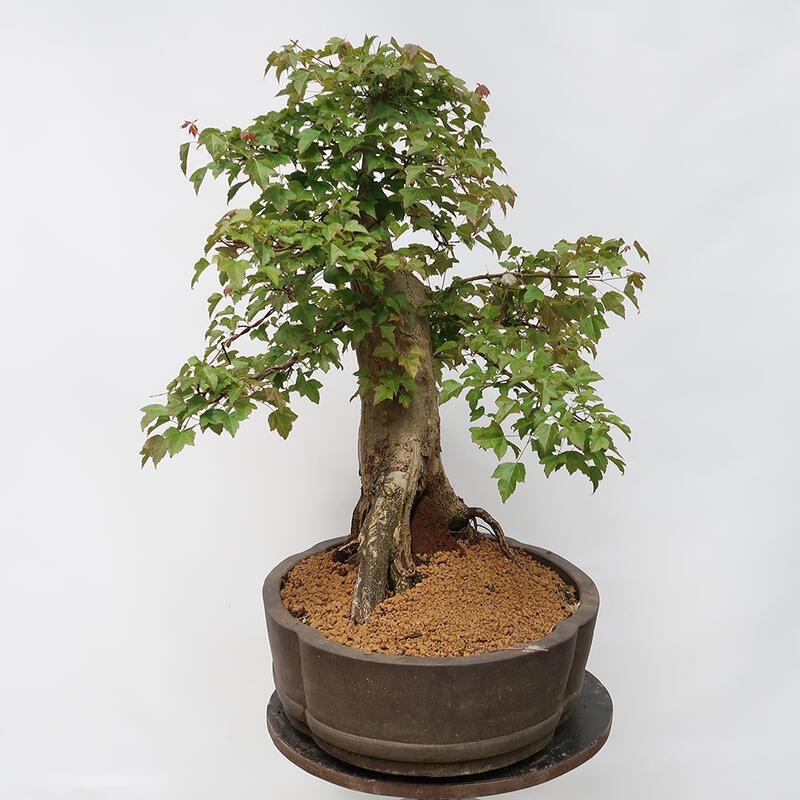 Outdoor bonsai - Burger's Maple - Acer Burgerianum - TYLKO TRANSPORT PALETOWY