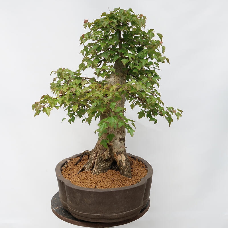 Outdoor bonsai - Burger's Maple - Acer Burgerianum - TYLKO TRANSPORT PALETOWY