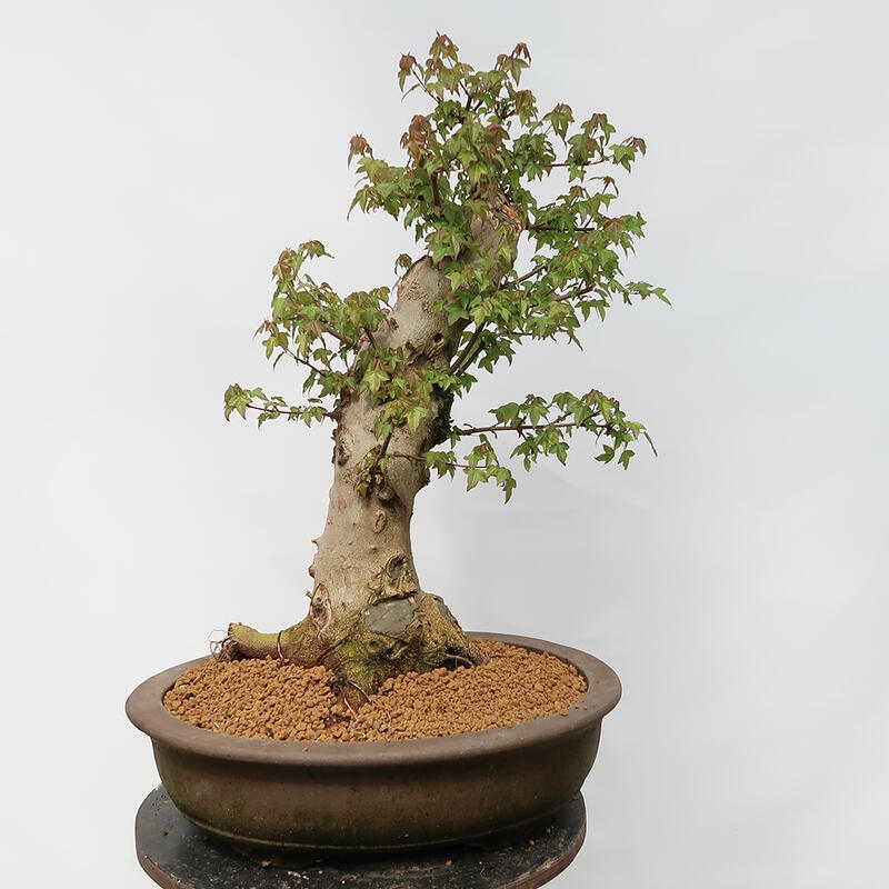 Outdoor bonsai - Burger's Maple - Acer Burgerianum - TYLKO TRANSPORT PALETOWY