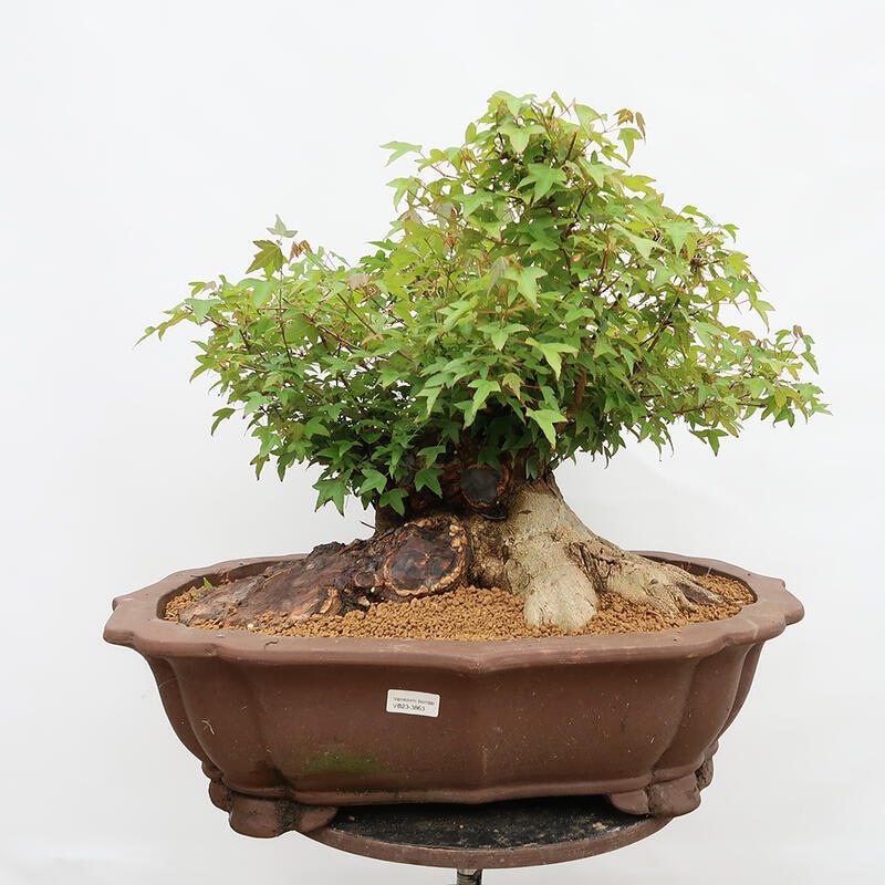 Outdoor bonsai - Burger's Maple - Acer Burgerianum - TYLKO TRANSPORT PALETOWY