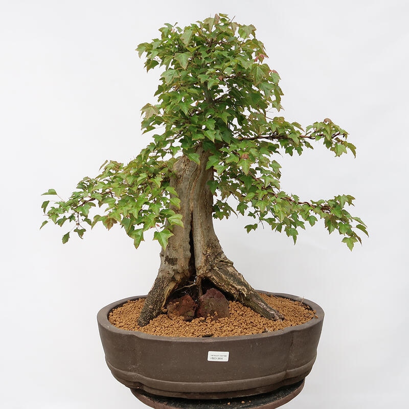 Outdoor bonsai - Burger's Maple - Acer Burgerianum - TYLKO TRANSPORT PALETOWY