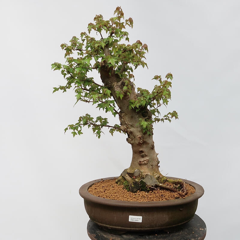 Outdoor bonsai - Burger's Maple - Acer Burgerianum - TYLKO TRANSPORT PALETOWY