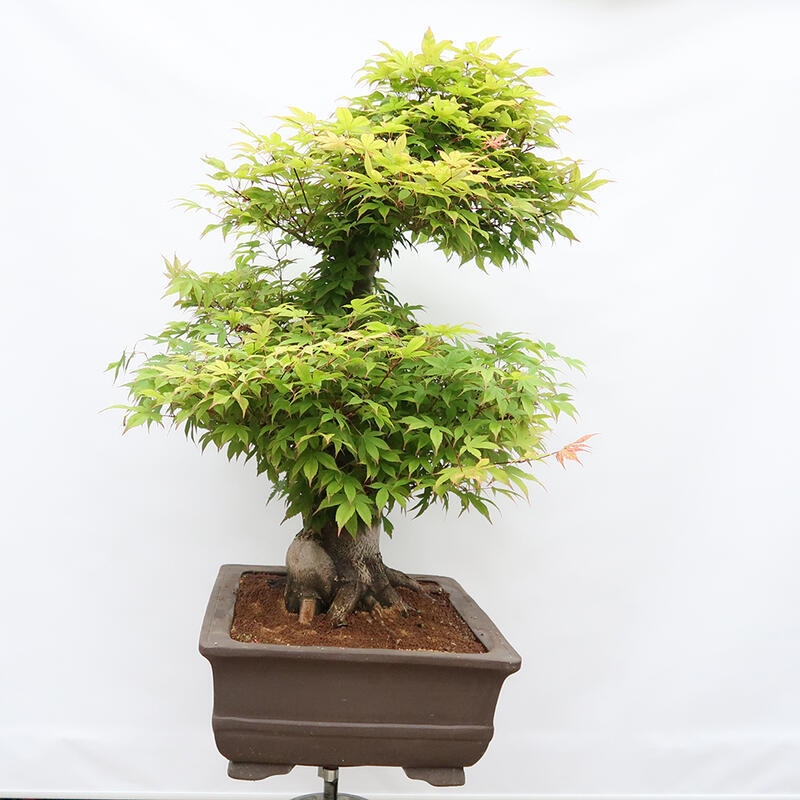 Outdoor bonsai - Klon - Acer palmatum - TYLKO W TRANSPORCIE PALET