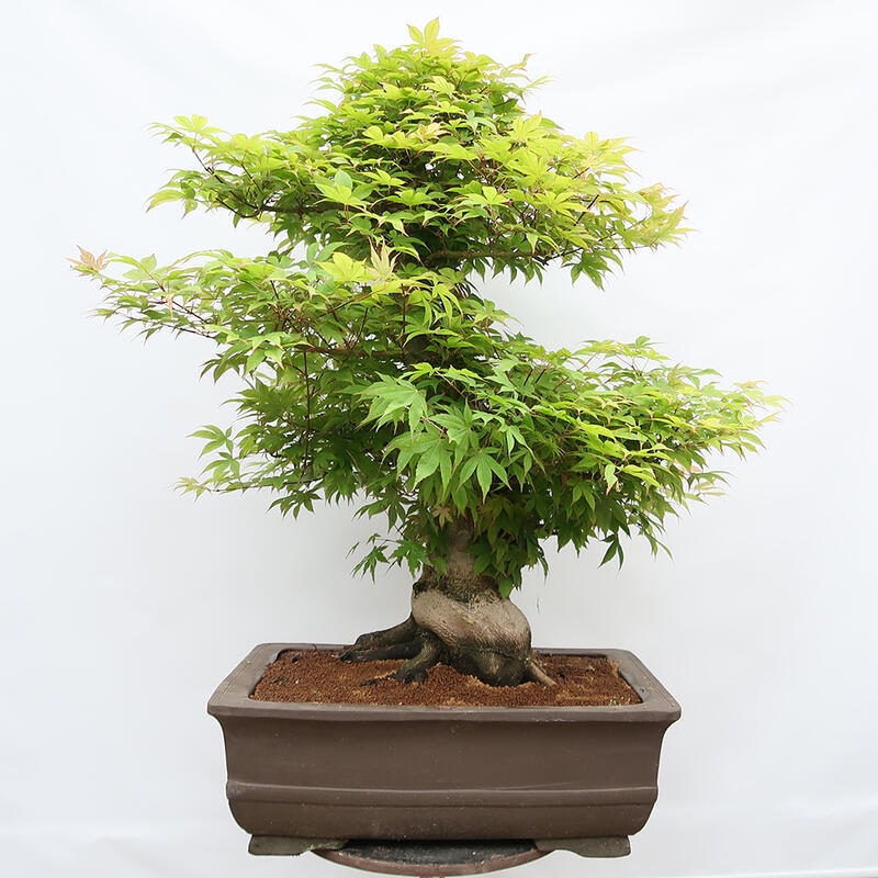 Outdoor bonsai - Klon - Acer palmatum - TYLKO W TRANSPORCIE PALET