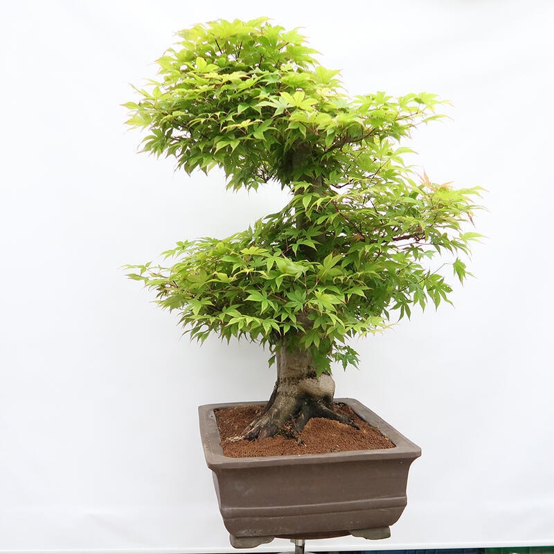 Outdoor bonsai - Klon - Acer palmatum - TYLKO W TRANSPORCIE PALET