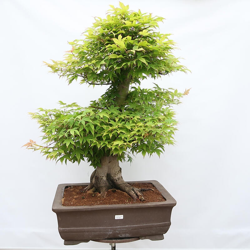 Outdoor bonsai - Klon - Acer palmatum - TYLKO W TRANSPORCIE PALET