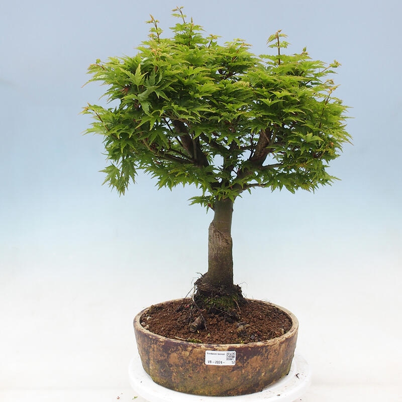 Outdoor bonsai - Acer palmatum Shishigashira