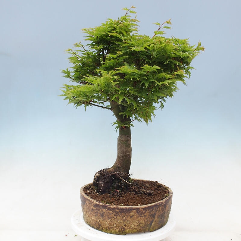 Outdoor bonsai - Acer palmatum Shishigashira