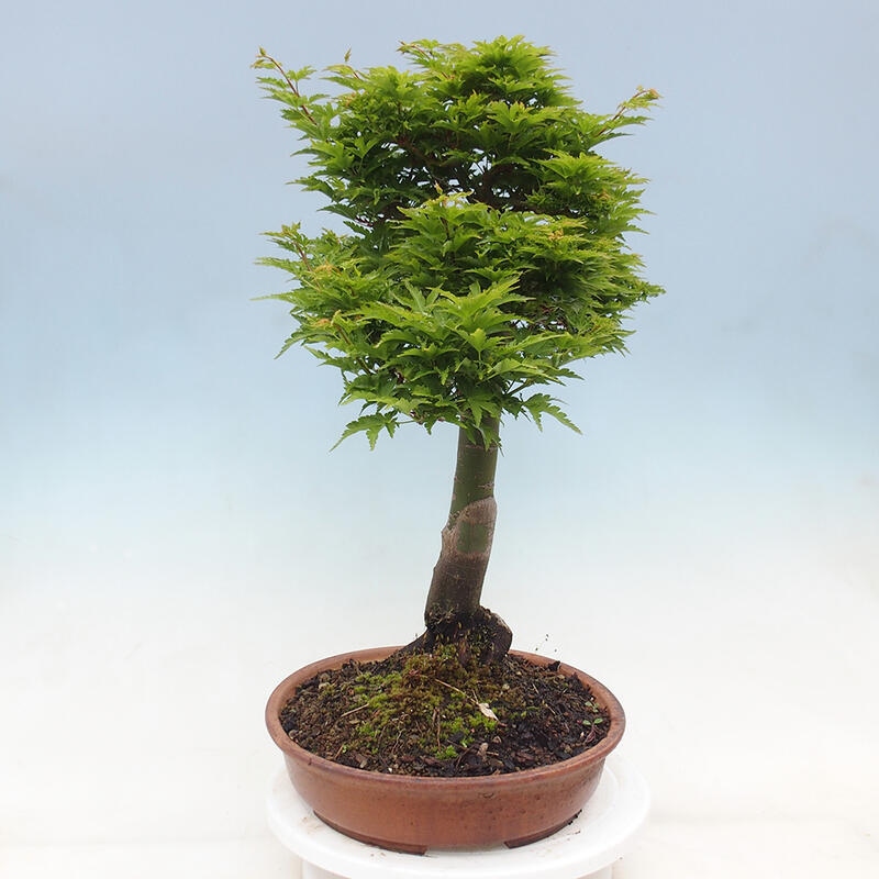 Outdoor bonsai - Acer palmatum Shishigashira