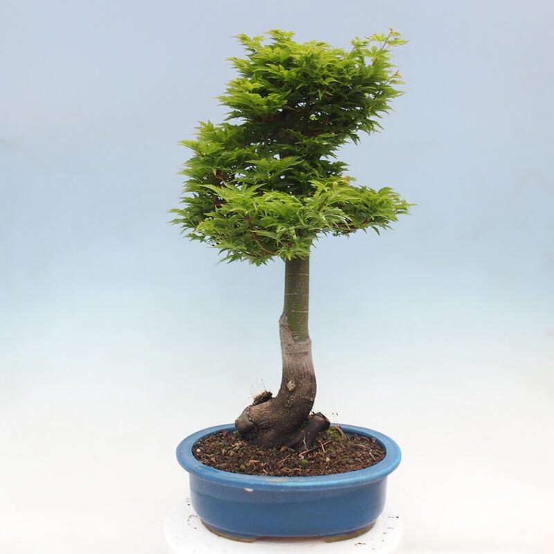 Outdoor bonsai - Acer palmatum Shishigashira