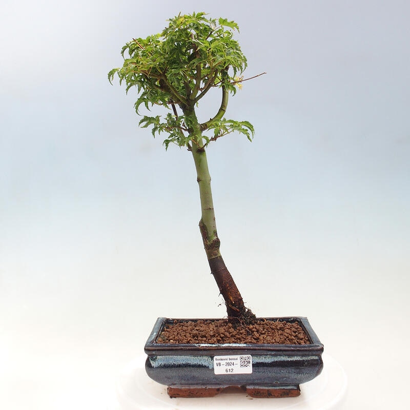 Outdoor bonsai - Acer palmatum Shishigashira