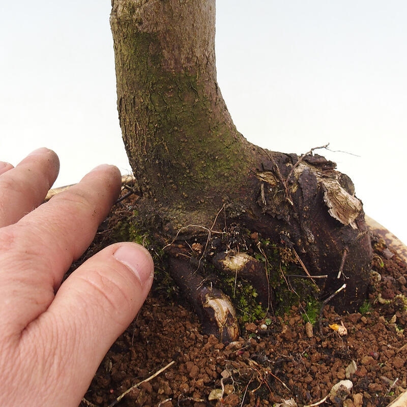 Outdoor bonsai - Acer palmatum Shishigashira