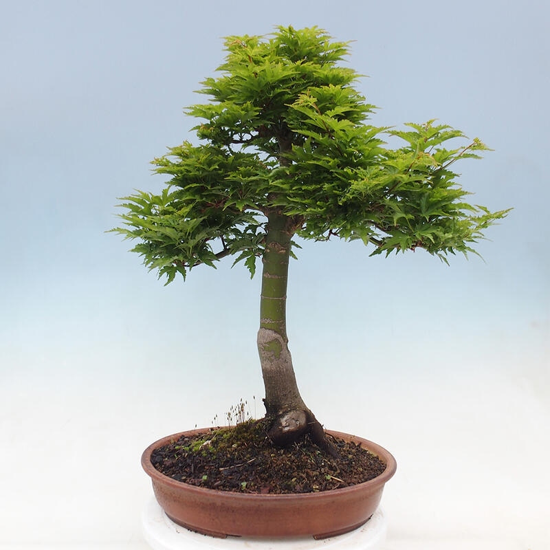 Outdoor bonsai - Acer palmatum Shishigashira