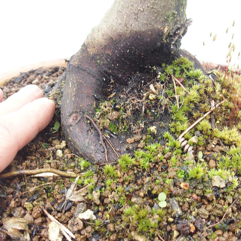 Outdoor bonsai - Acer palmatum Shishigashira