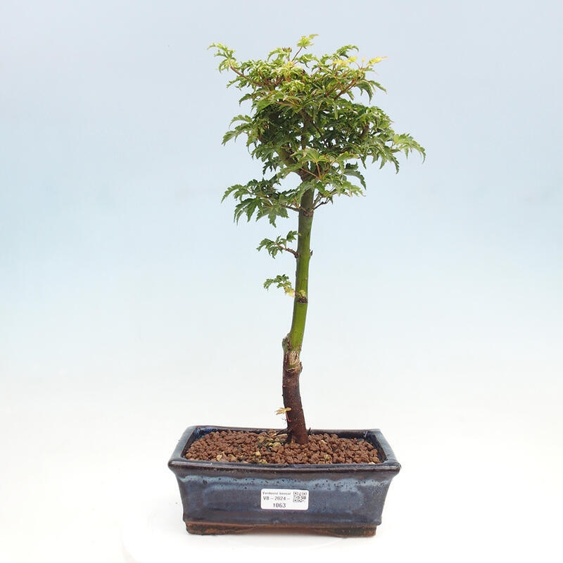 Bonsai zewnętrzne - klon Acer palmatum Shishigashira