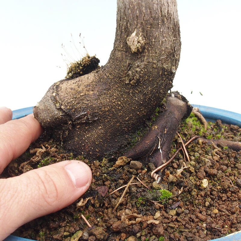 Outdoor bonsai - Acer palmatum Shishigashira