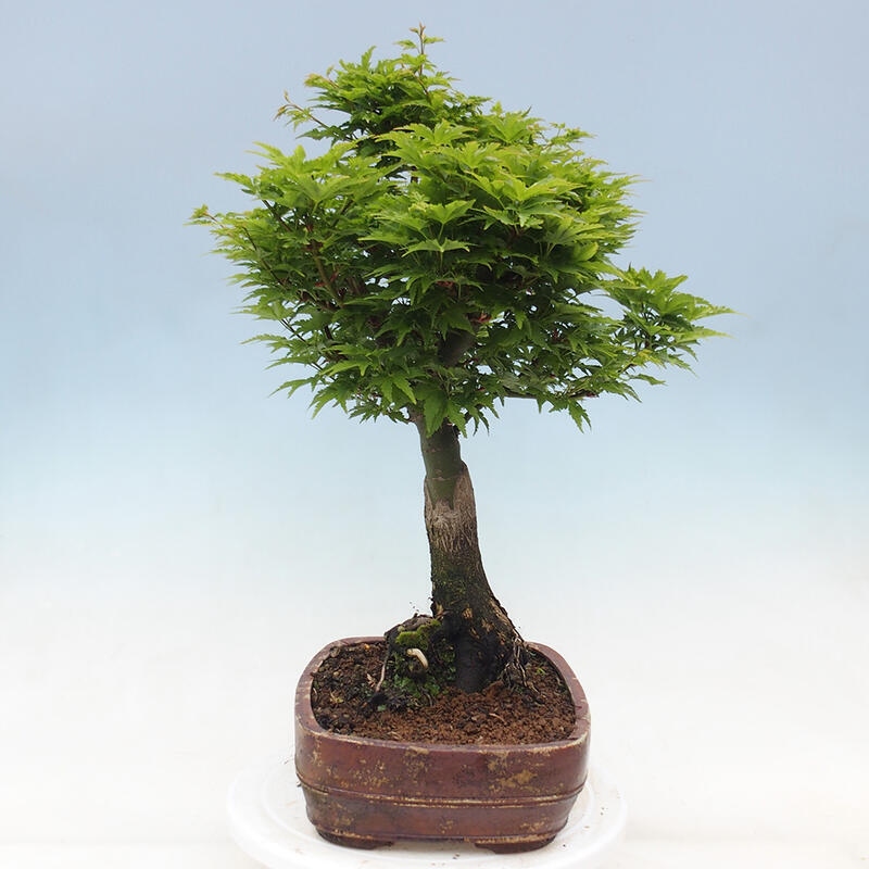 Outdoor bonsai - Acer palmatum Shishigashira