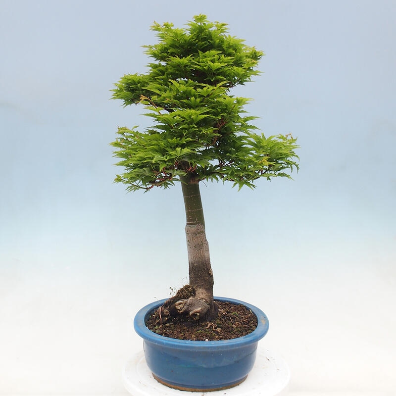 Outdoor bonsai - Acer palmatum Shishigashira