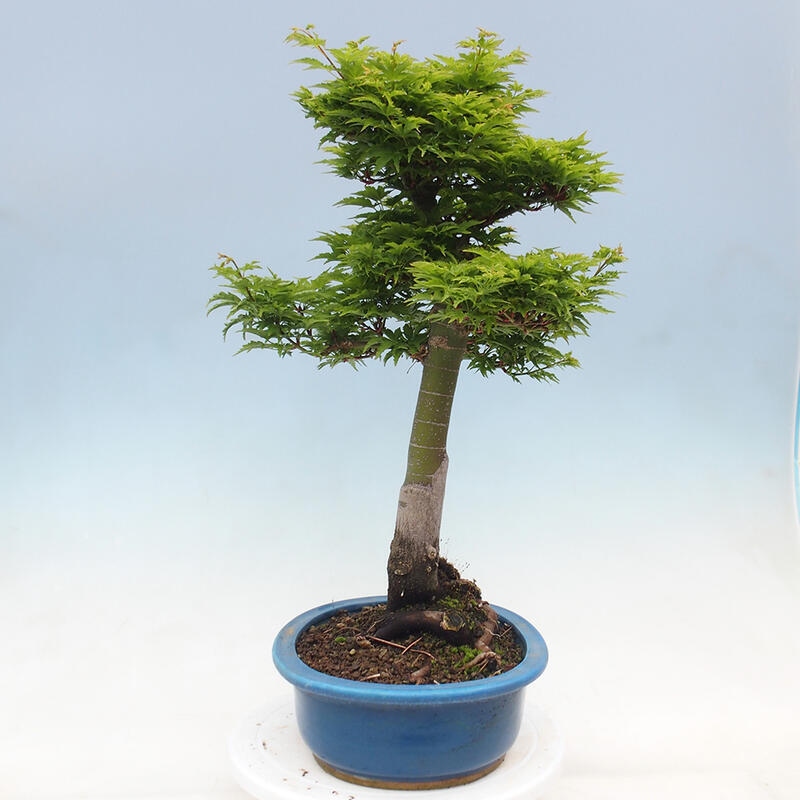 Outdoor bonsai - Acer palmatum Shishigashira