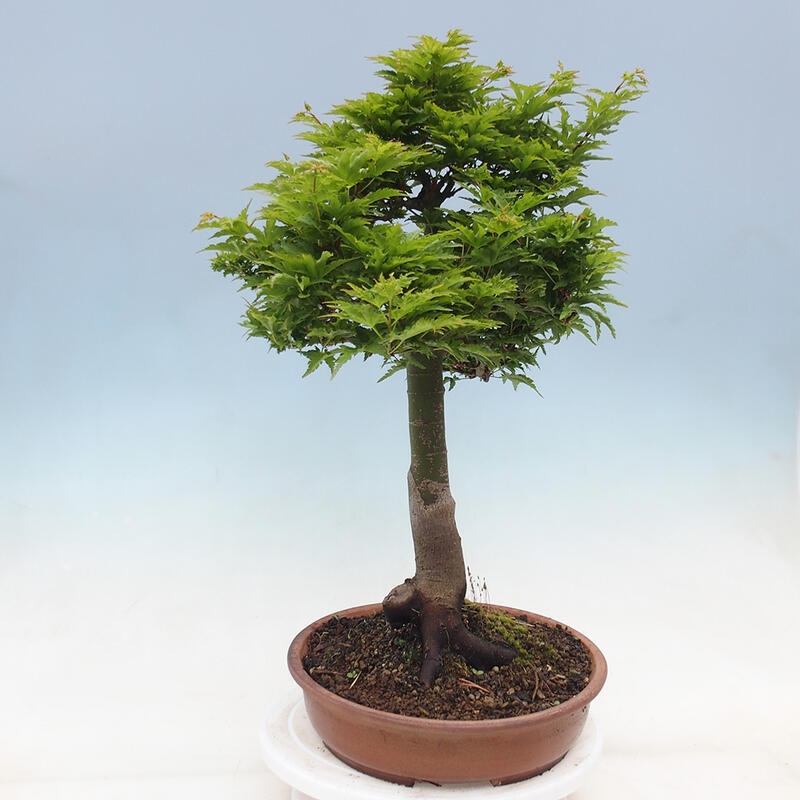 Outdoor bonsai - Acer palmatum Shishigashira