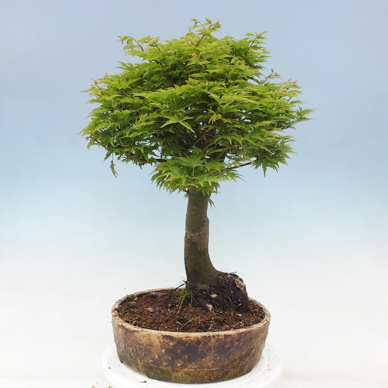 Outdoor bonsai - Acer palmatum Shishigashira