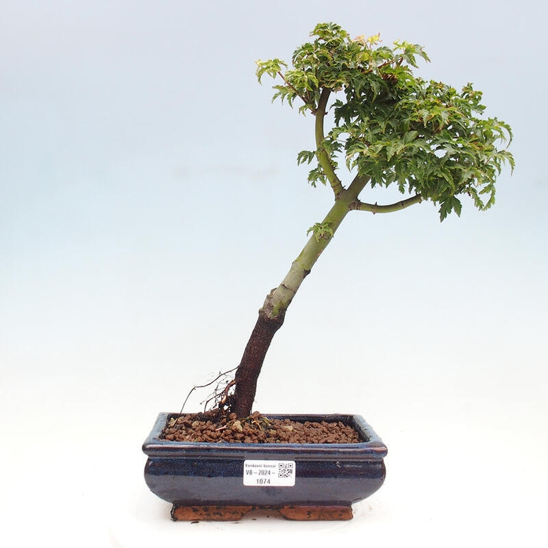 Bonsai zewnętrzne - klon Acer palmatum Shishigashira