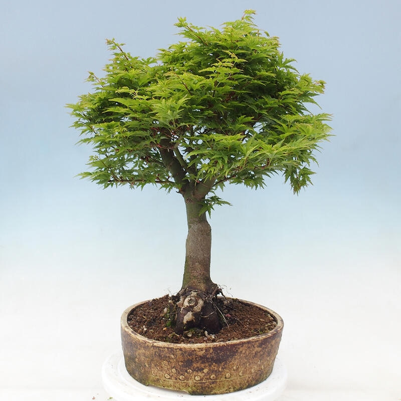 Outdoor bonsai - Acer palmatum Shishigashira