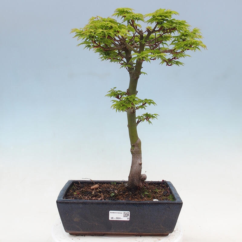 Outdoor bonsai - Acer palmatum Shishigashira