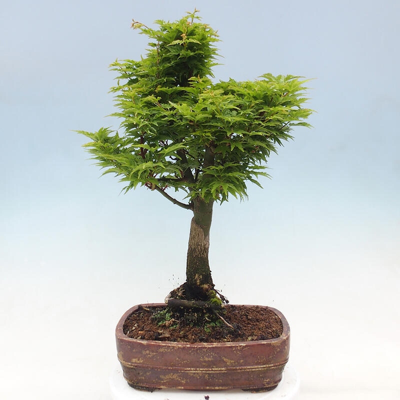 Outdoor bonsai - Acer palmatum Shishigashira