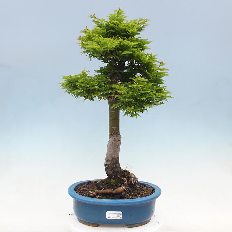 Outdoor bonsai - Acer palmatum Shishigashira