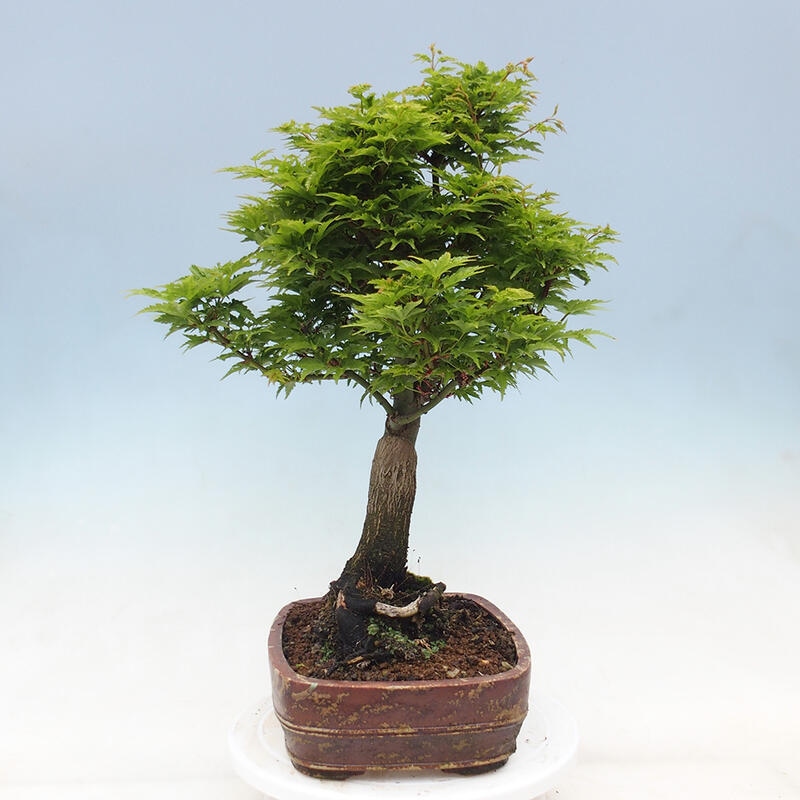 Outdoor bonsai - Acer palmatum Shishigashira